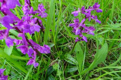 Orchis mâle