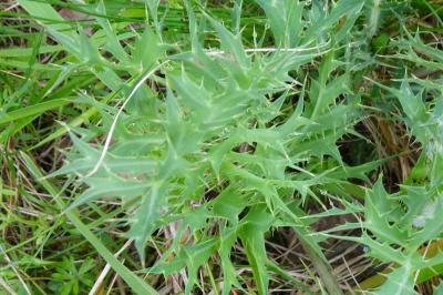 Panicaut champêtre, Chardon Roland