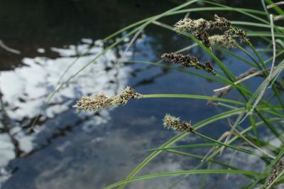 Carex paniculata