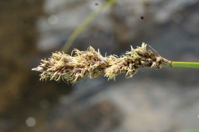 Carex paniculata