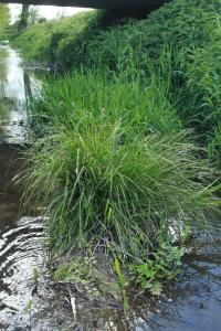 Carex paniculata