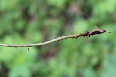 Dryopteris dilatata