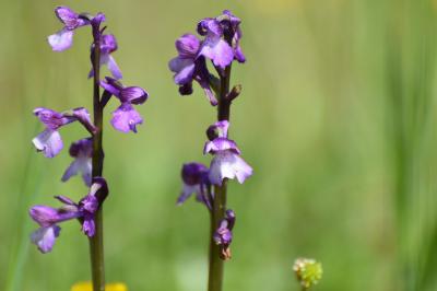 Orchis bouffon