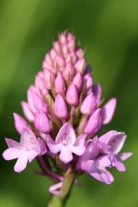 Orchis pyramidal