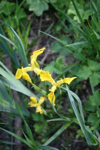 Iris faux acore