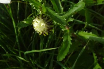 Marguerite commune