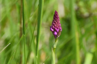 Orchis pyramidal
