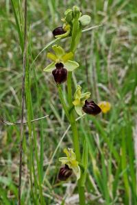 Ophrys araignée