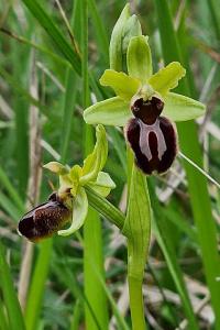 Ophrys araignée