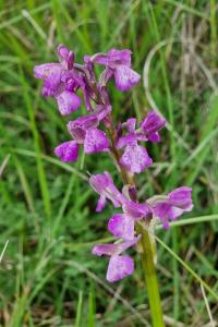 Orchis bouffon