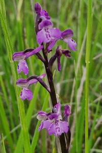 Orchis bouffon