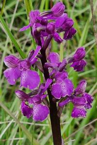 Orchis bouffon