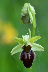 Ophrys araignée