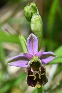 Ophrys bourdon
