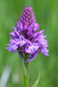 Orchis pyramidal