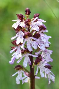 Orchis pourpre