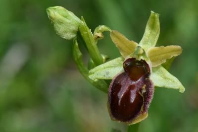 Ophrys araignée