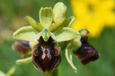 Ophrys araignée