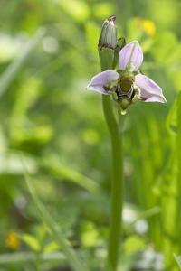 Ophrys abeille