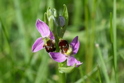 Ophrys abeille