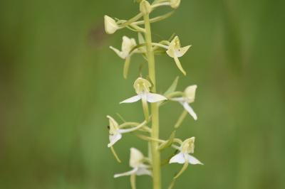 Orchis verdâtre