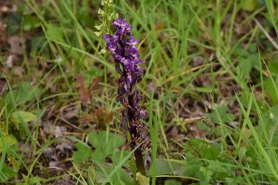Orchis mâle