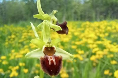 Ophrys araignée