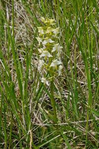 Orchis verdâtre