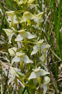 Orchis verdâtre