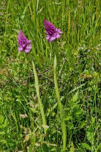 Orchis pyramidal
