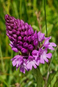 Orchis pyramidal