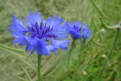 Bleuet