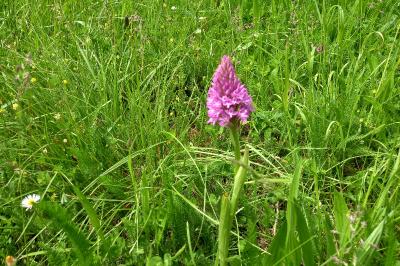 Orchis pyramidal