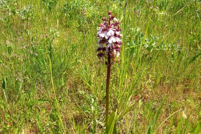 Orchis pourpre