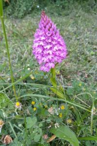 Orchis pyramidal