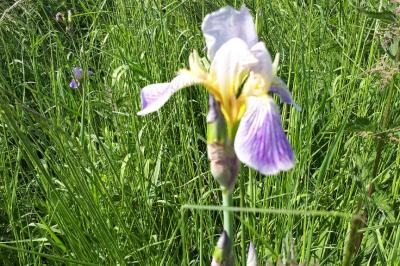 Iris d'Allemagne