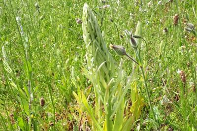 Orchis bouc