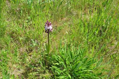 Orchis pourpre