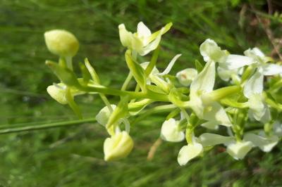 Orchis verdâtre
