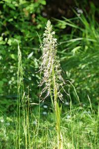 Orchis bouc