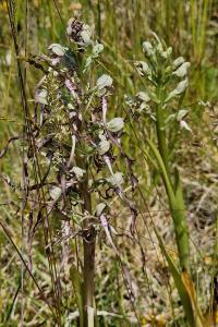 Orchis bouc