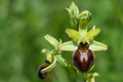 Ophrys araignée