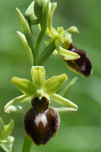 Ophrys araignée