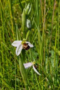 Ophrys abeille