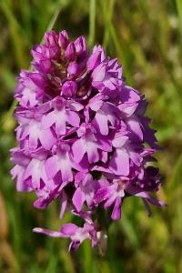 Orchis pyramidal