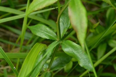 Rubia peregrina
