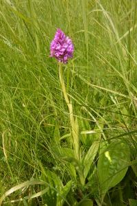 Orchis pyramidal