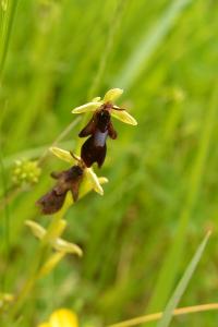 Ophrys mouche