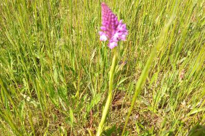 Orchis pyramidal