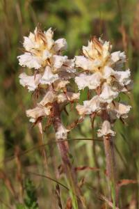 Orobanche de la picride